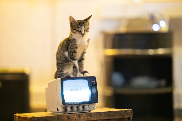 Cat sitting on top of small TV monitor